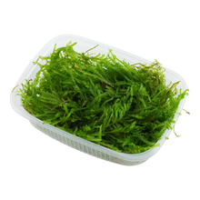 Tropica Vesicularia ferriei Weeping Moss PORTION