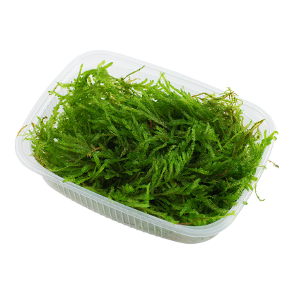 Tropica Vesicularia ferriei Weeping Moss PORTION