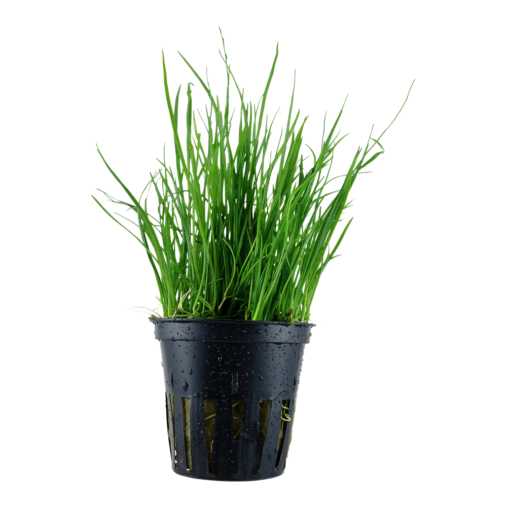 Lilaeopsis mauritiana Aquafleur