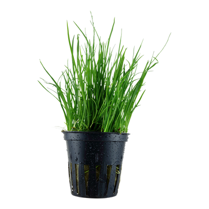 Lilaeopsis mauritiana Aquafleur