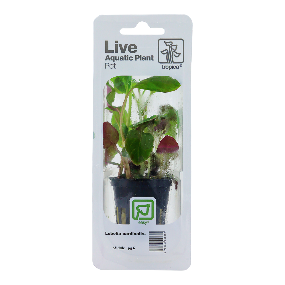 Tropica Lobelia cardinalis PCS