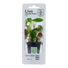 Tropica Lobelia cardinalis PCS