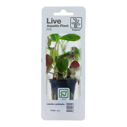 Tropica Lobelia cardinalis PCS