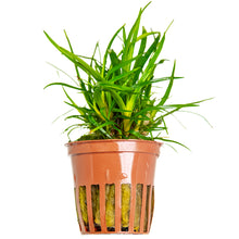 Eriocaulon sp. "Vietnam" Tropica