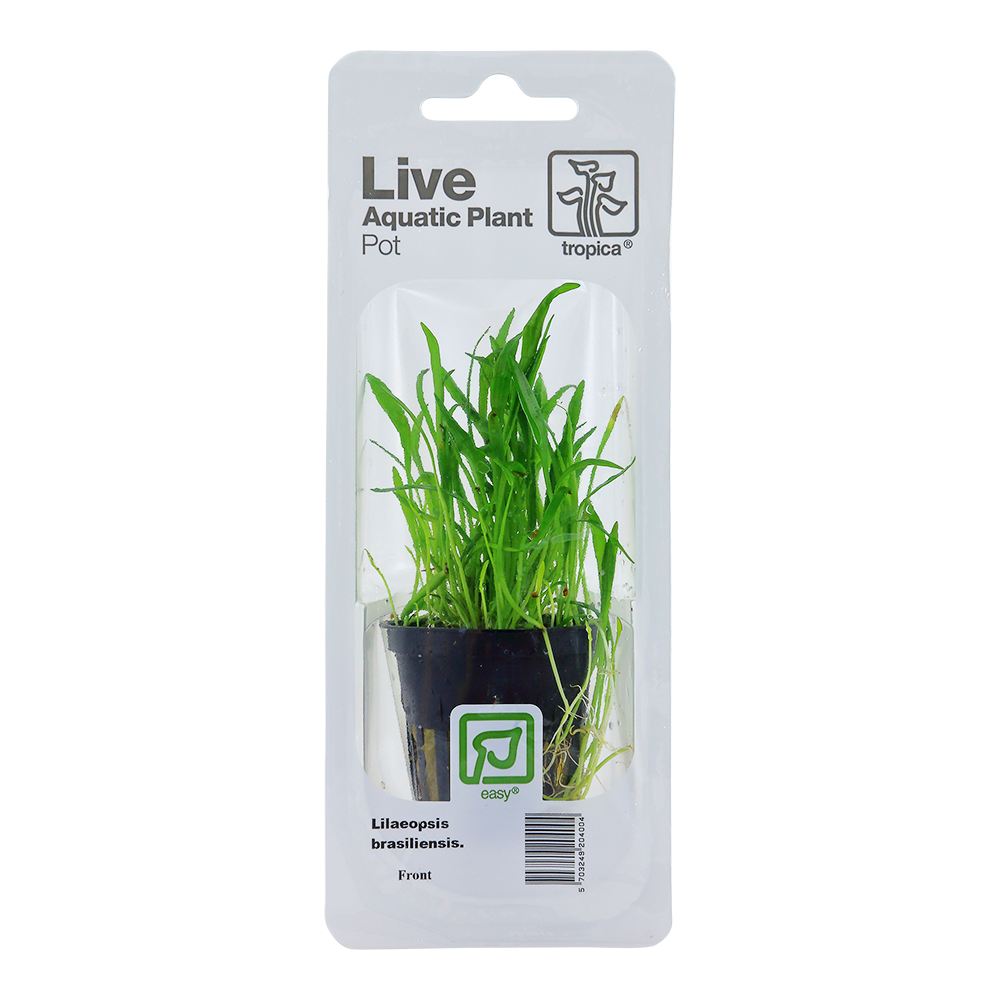 Lilaeopsis brasiliensis Tropica (Single Package)