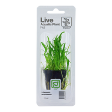Lilaeopsis brasiliensis Tropica (Single Package)