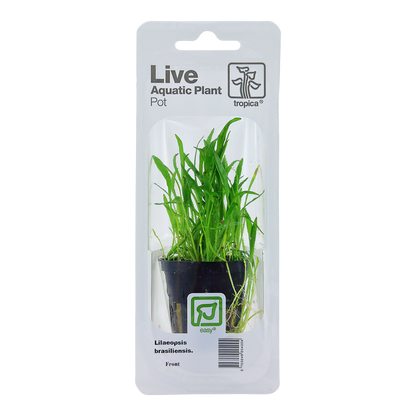 Lilaeopsis brasiliensis Tropica (Single Package)