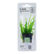 Sagittaria subulata Tropica (Single Package)