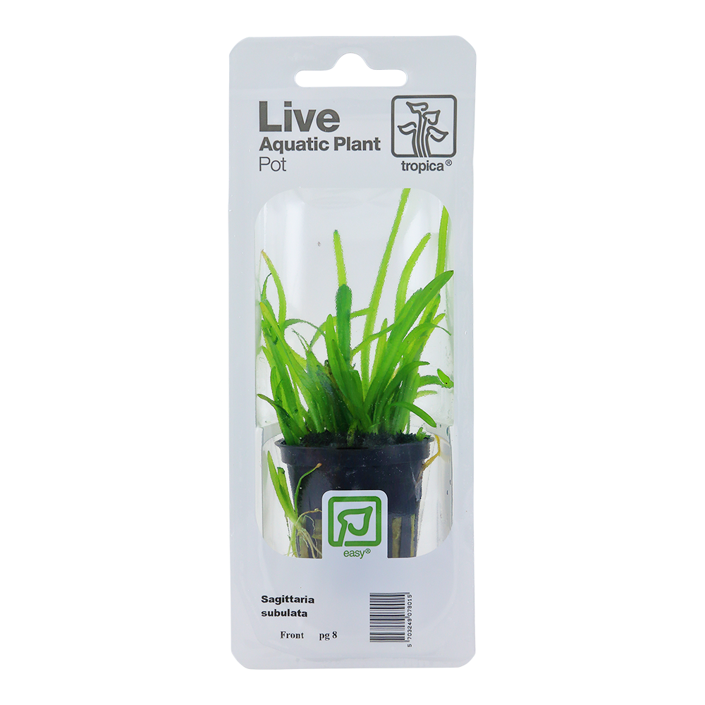 Sagittaria subulata Tropica (Single Package)