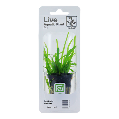 Sagittaria subulata Tropica (Single Package)