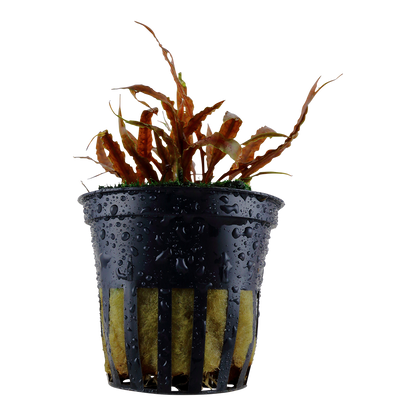 Cryptocoryne albida 'Brown' Tropica