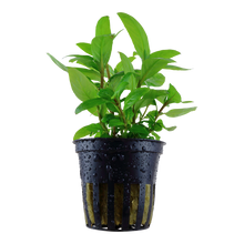 Staurogyne repens Tropica