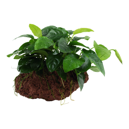 Anubias nana on Lava Rock Tropica