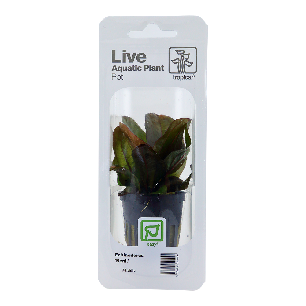Echinodorus 'Reni' Tropica (Single Package)