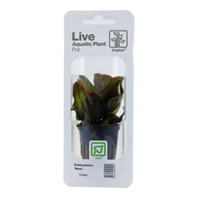 Echinodorus 'Reni' Tropica (Single Package)