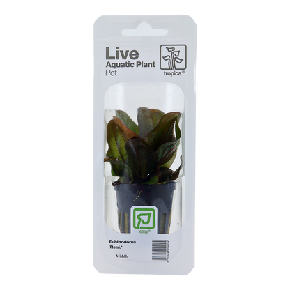 Echinodorus 'Reni' Tropica (Single Package)