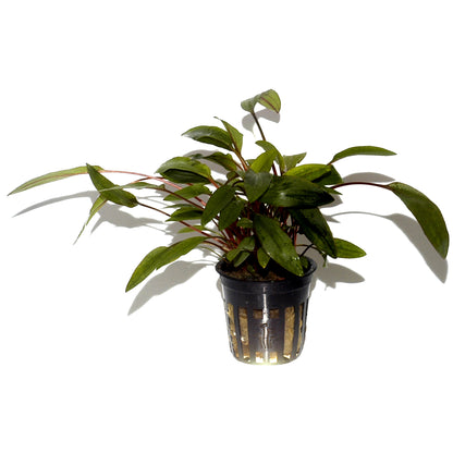 Cryptocoryne undulata 'Broad Leaves' Tropica