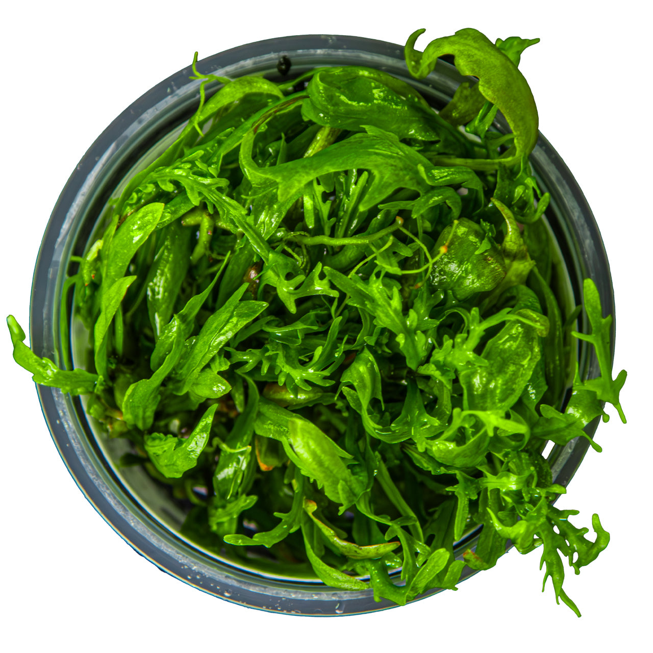 Tropica Hygrophila odora 1-2-GROW