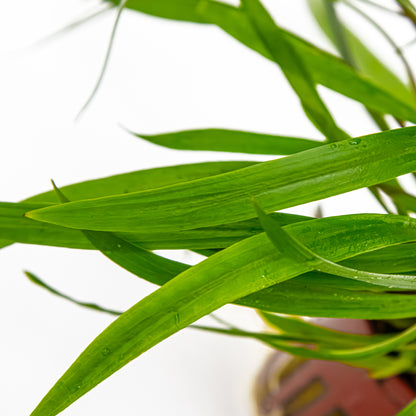 Cryptocoryne spiralis 'Red' Tropica
