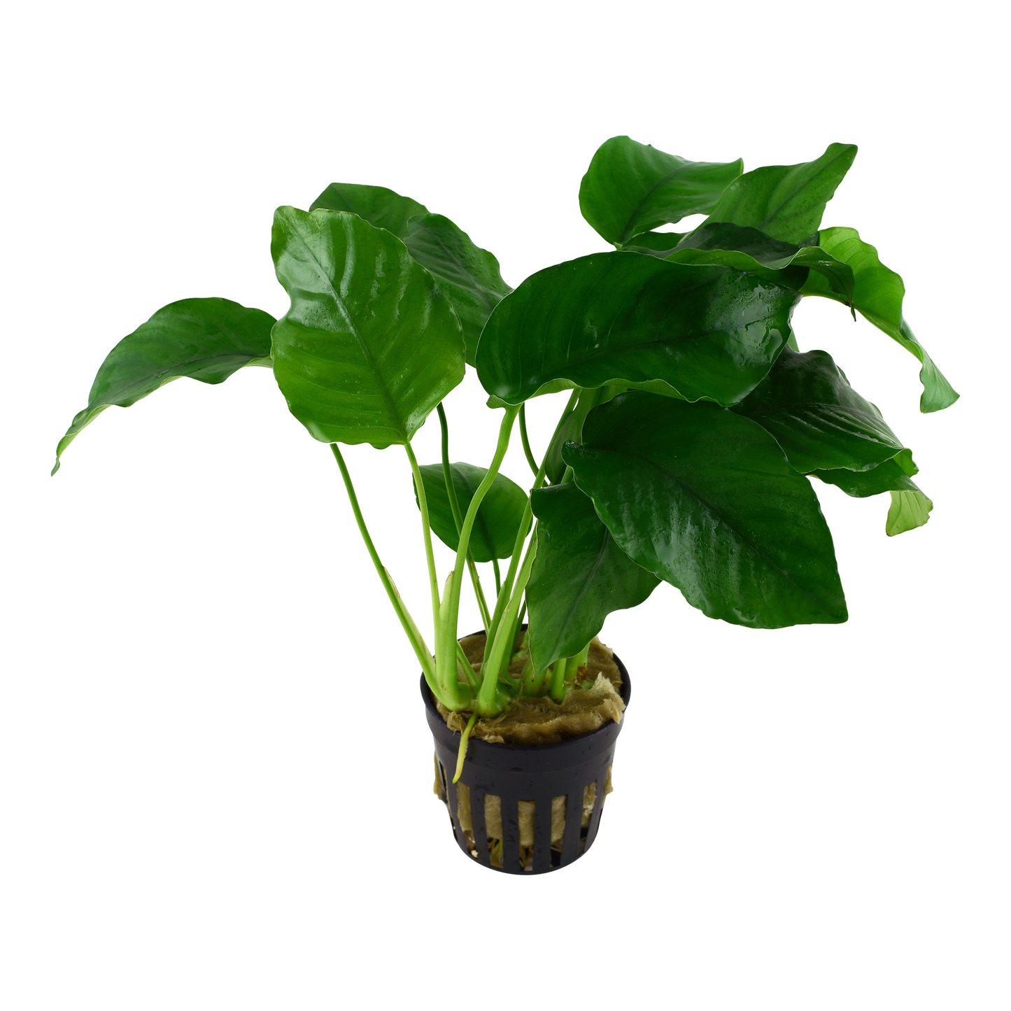 Anubias barteri AQUADIP