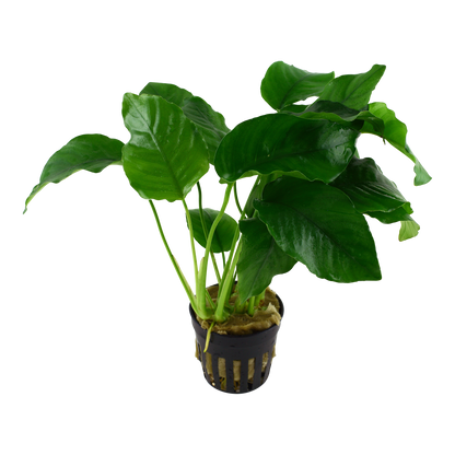 Anubias barteri AQUADIP