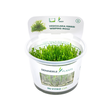 Dennerle Vesicularia ferriei Weeping Moss Plant-It