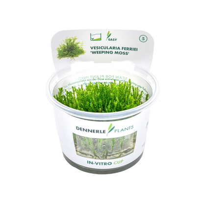 Dennerle Vesicularia ferriei Weeping Moss Plant-It