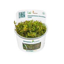 Dennerle Proserpinaca palustris Plant-It