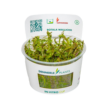Dennerle Rotala wallichii Plant-It