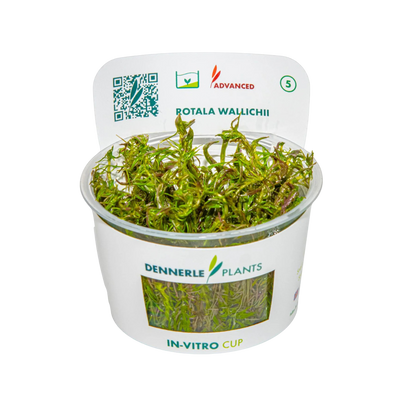Dennerle Rotala wallichii Plant-It