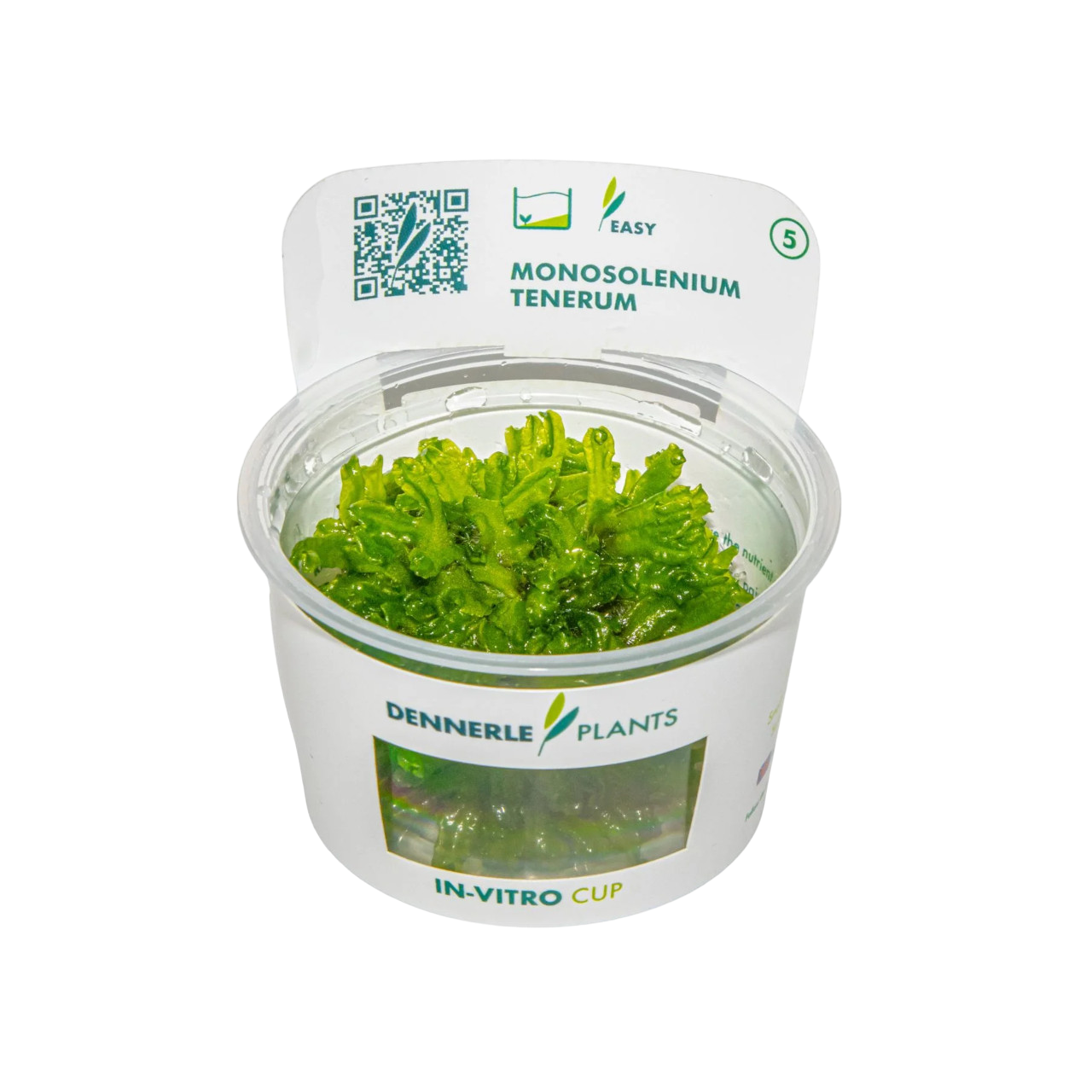 Dennerle Monosolenium tenerum Plant-It