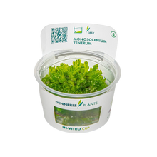Dennerle Monosolenium tenerum Plant-It