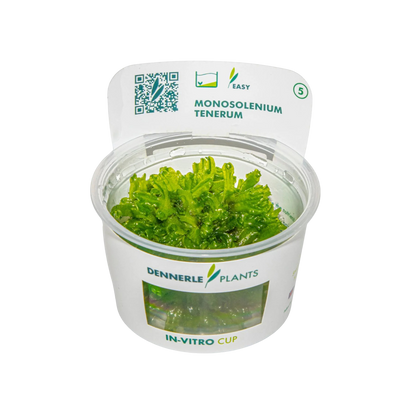 Dennerle Monosolenium tenerum Plant-It