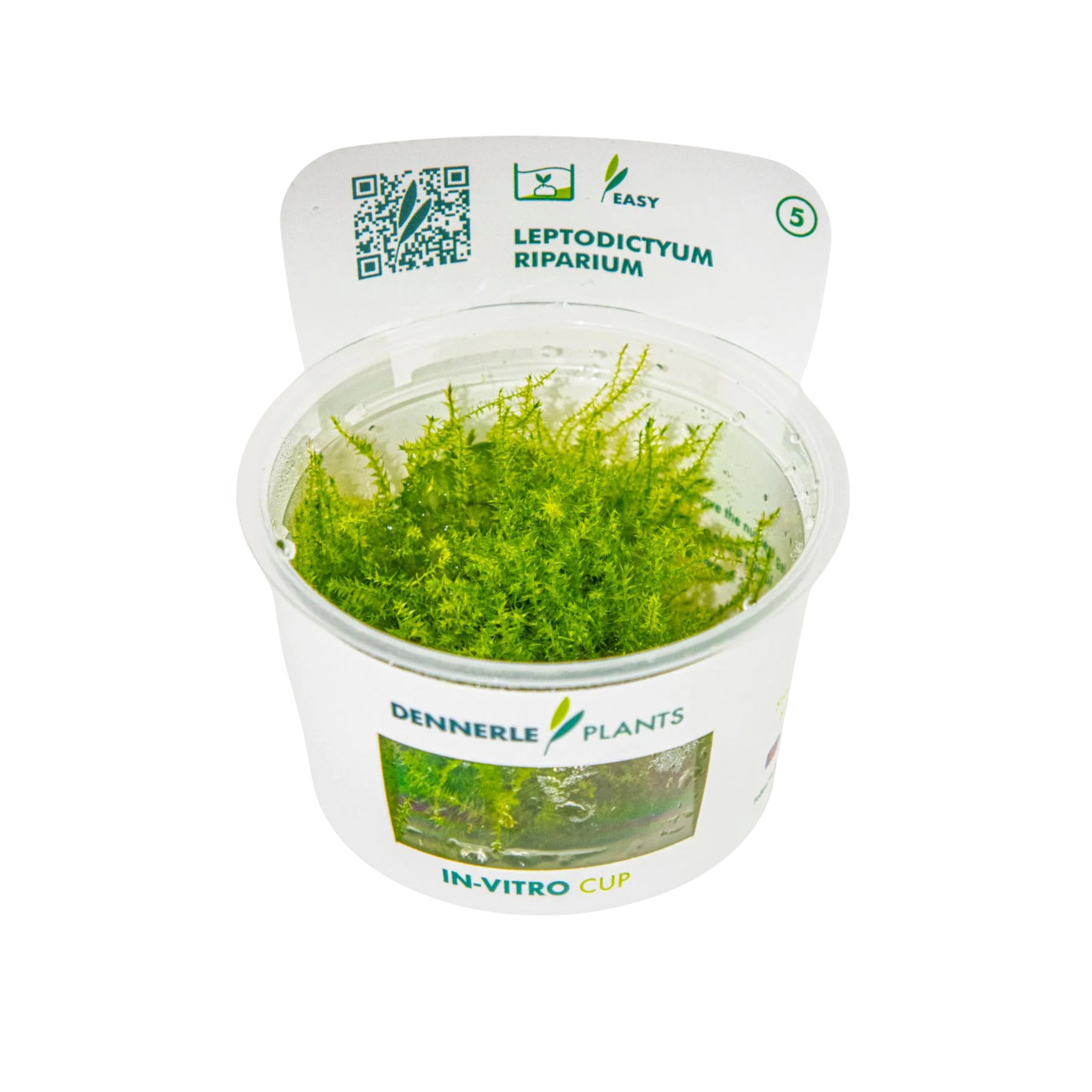Dennerle Leptodictyum riparium Moss Plant-It - Aquarium Plant In Vitro ...