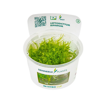 Dennerle Leptodictyum riparium Moss Plant-It