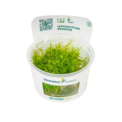 Dennerle Leptodictyum riparium Moss Plant-It
