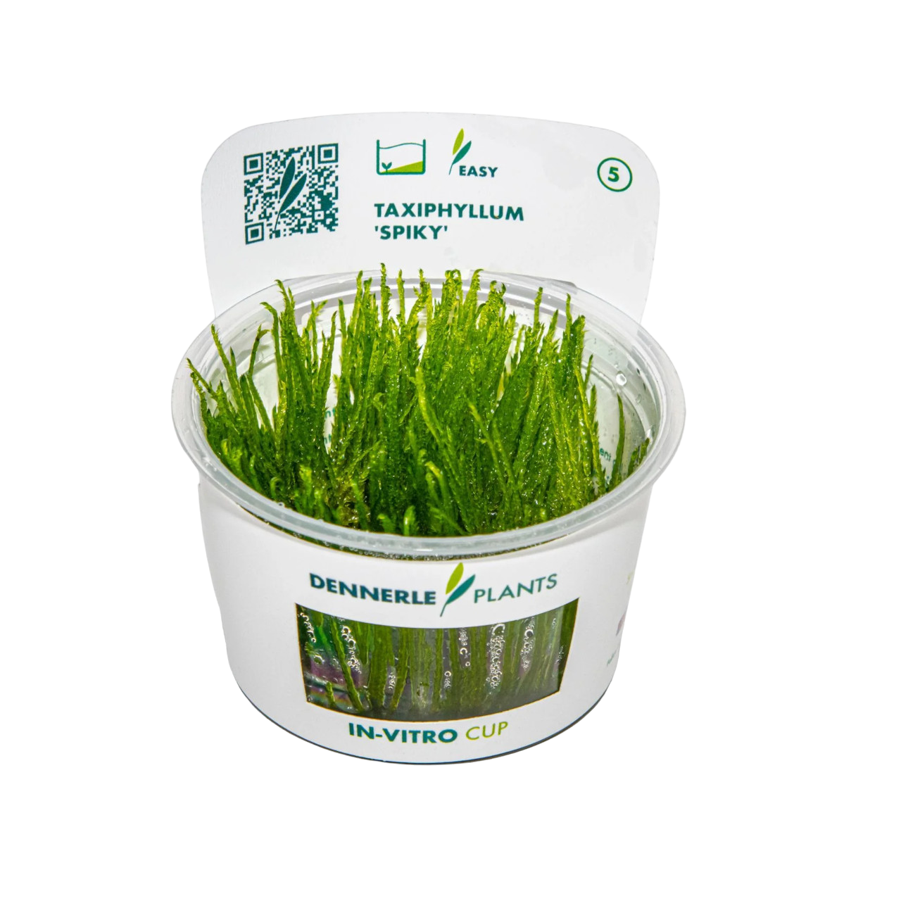 Dennerle Taxiphyllum Spiky Moss Plant-It