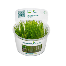 Dennerle Taxiphyllum Spiky Moss Plant-It