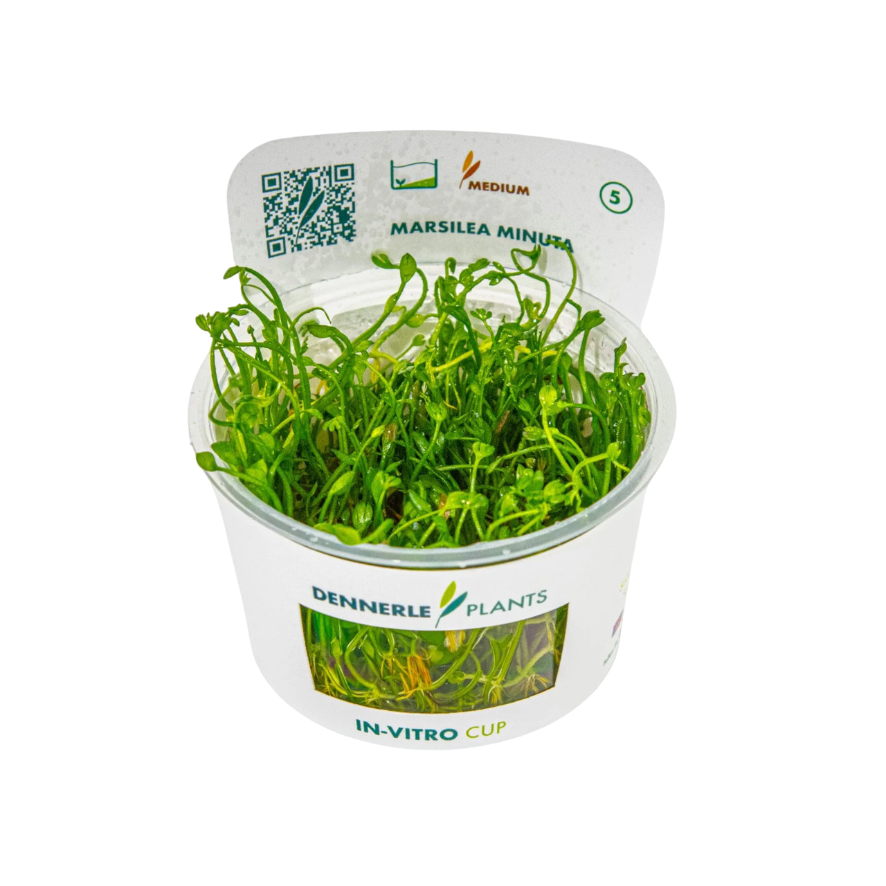 Dennerle Marsilea minuta Plant-It