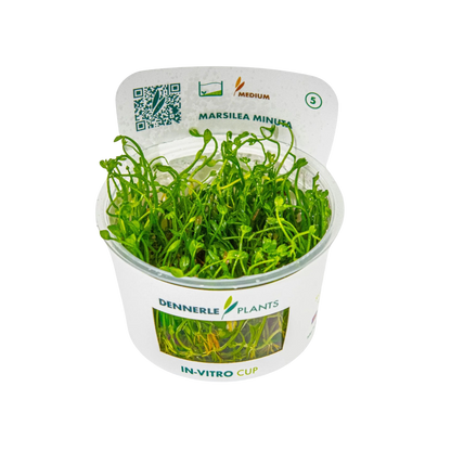 Dennerle Marsilea minuta Plant-It
