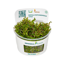 Dennerle Rotala rotundifolia H'ra Plant-It