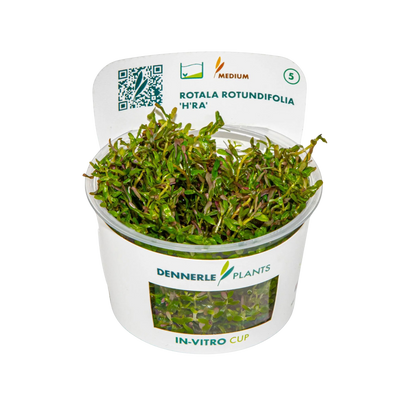 Dennerle Rotala rotundifolia H'ra Plant-It