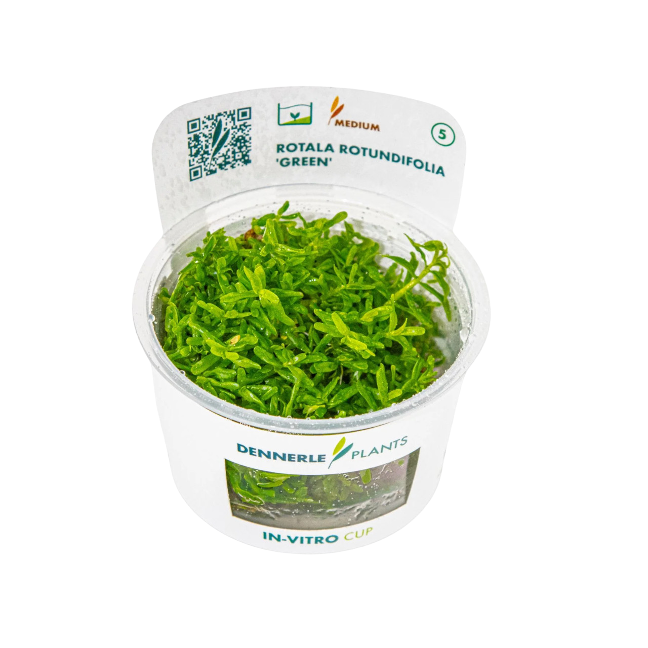 Dennerle Rotala rotundifolia Green Plant-It