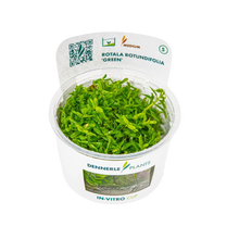 Dennerle Rotala rotundifolia Green Plant-It