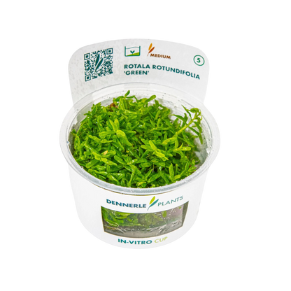Dennerle Rotala rotundifolia Green Plant-It