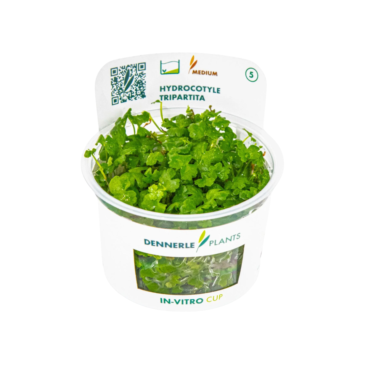 Dennerle Hydrocotyle tripartita Plant-It