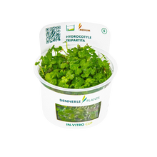 Dennerle Hydrocotyle tripartita Plant-It