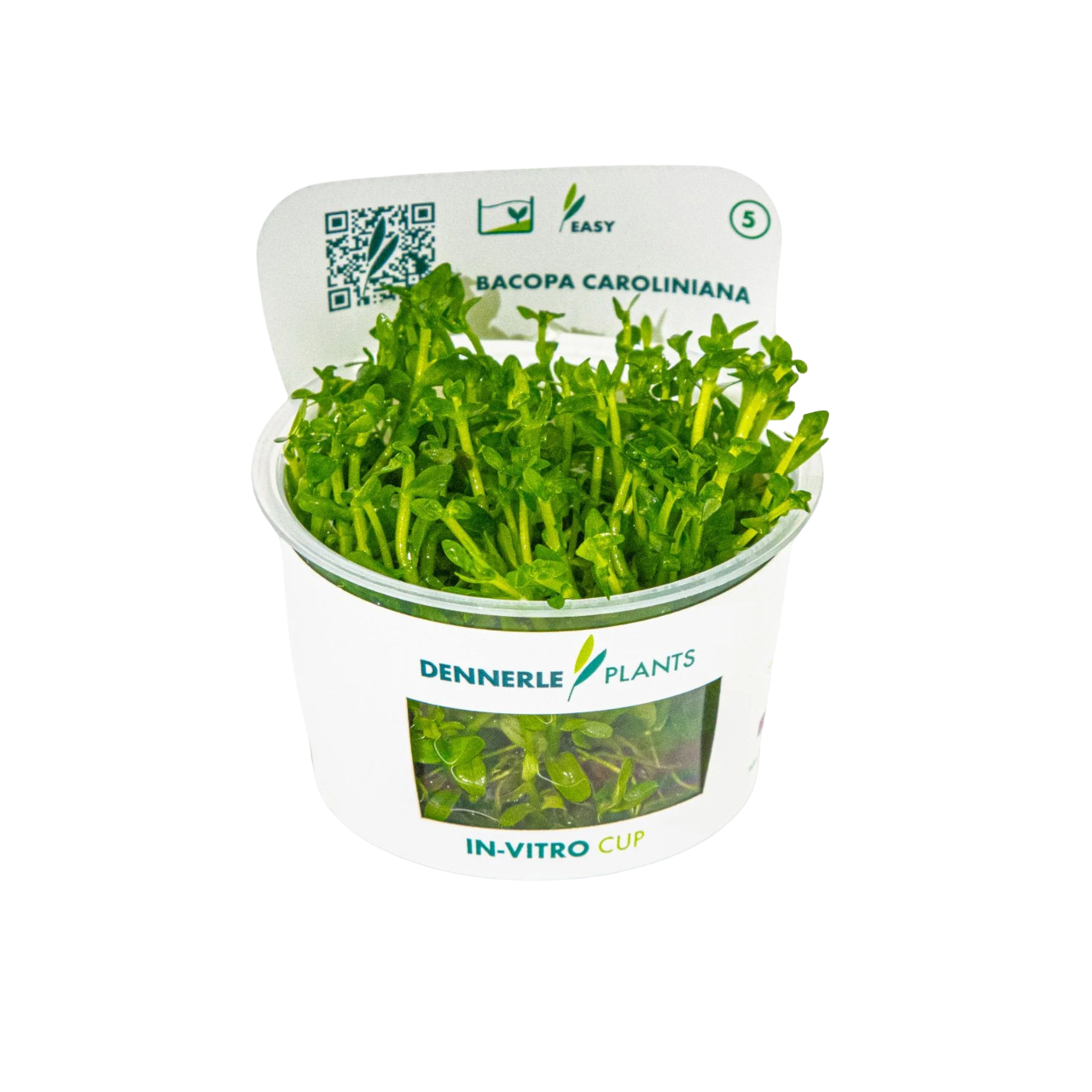 Dennerle Bacopa caroliniana Plant-It