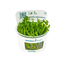 Dennerle Bacopa caroliniana Plant-It