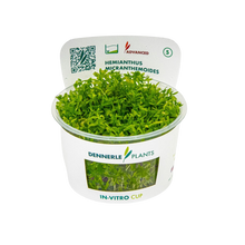 Dennerle Hemianthus micranthemoides Plant-It